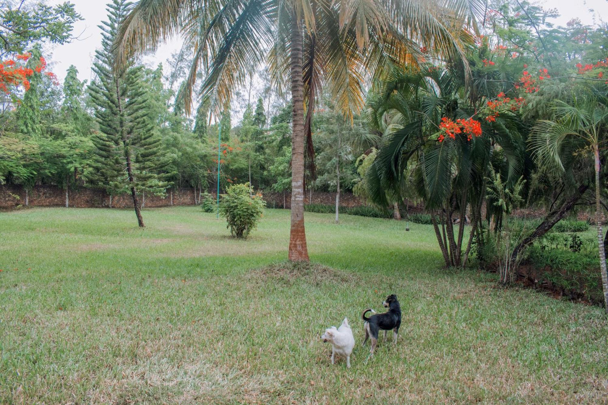 Kijani Cottages In Diani Diani Beach Exteriér fotografie
